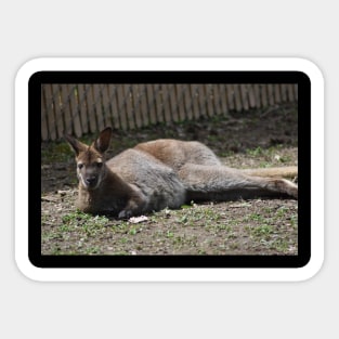 Wallaby Sticker